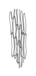 Platyhypnidium austrinum, mid laminal cells of branch leaf. Drawn from B.H. Macmillan 72/1073, CHR 164806.
 Image: R.C. Wagstaff © Landcare Research 2019 CC BY 3.0 NZ